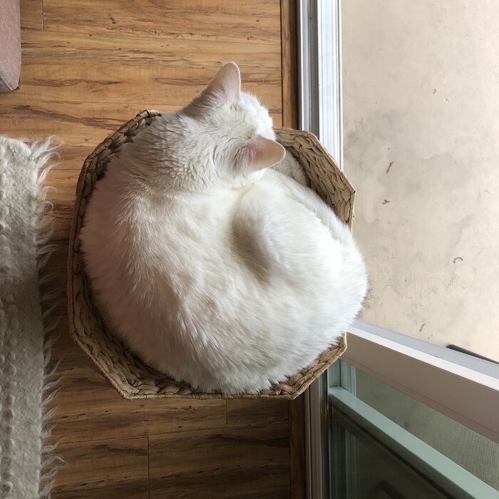29" Clower Cat Tree