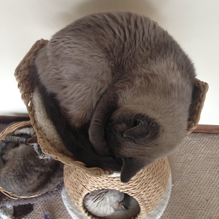 29" Clower Cat Tree