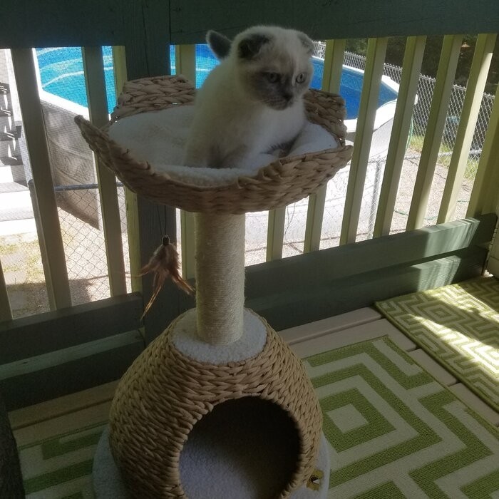 29" Clower Cat Tree