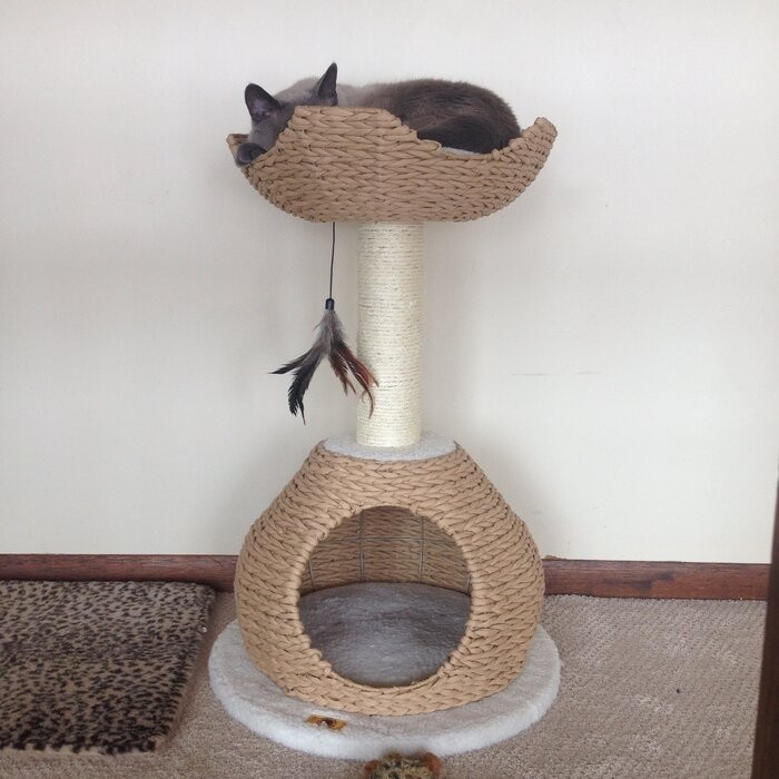 29" Clower Cat Tree