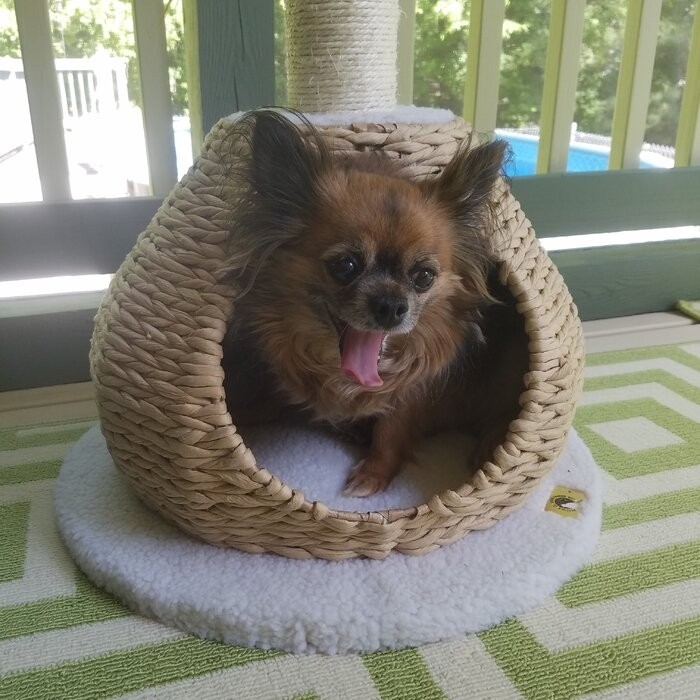 29" Clower Cat Tree