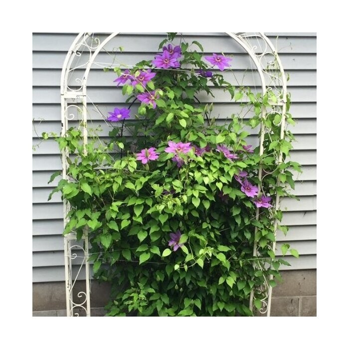 48.5" W x 18.5" D Iron Arbor