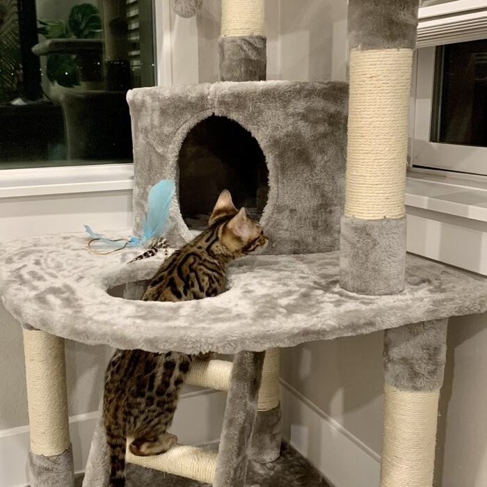 48" Sigala Cat Tree
