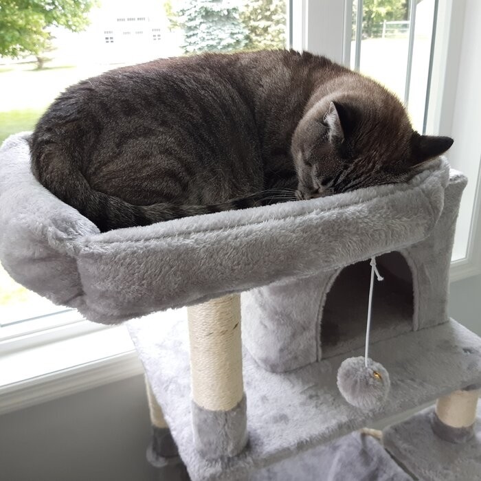 58" Tonquin Cat Tree
