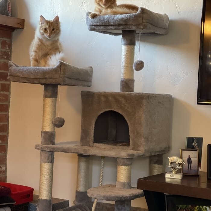 58" Tonquin Cat Tree