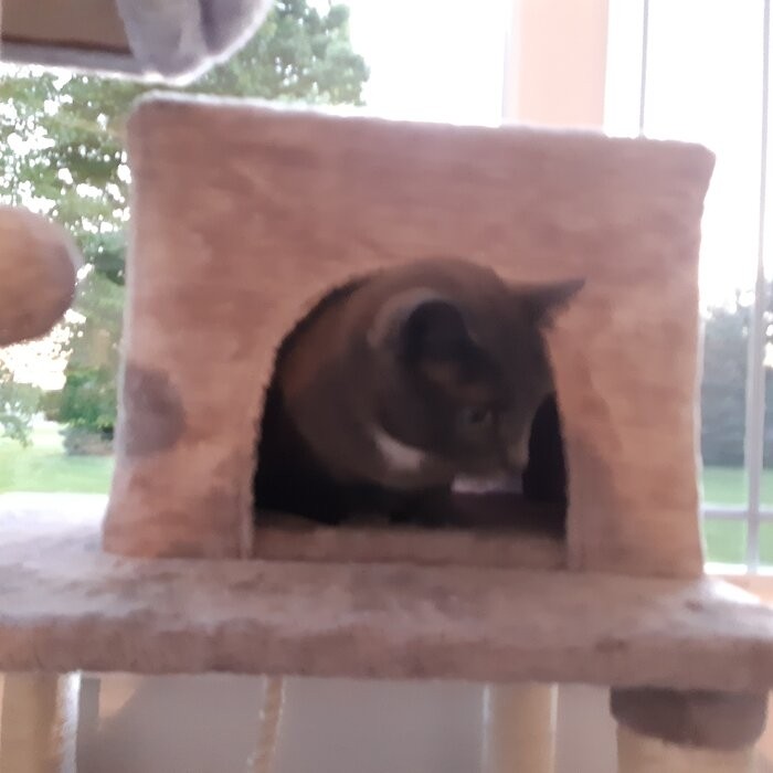 58" Tonquin Cat Tree