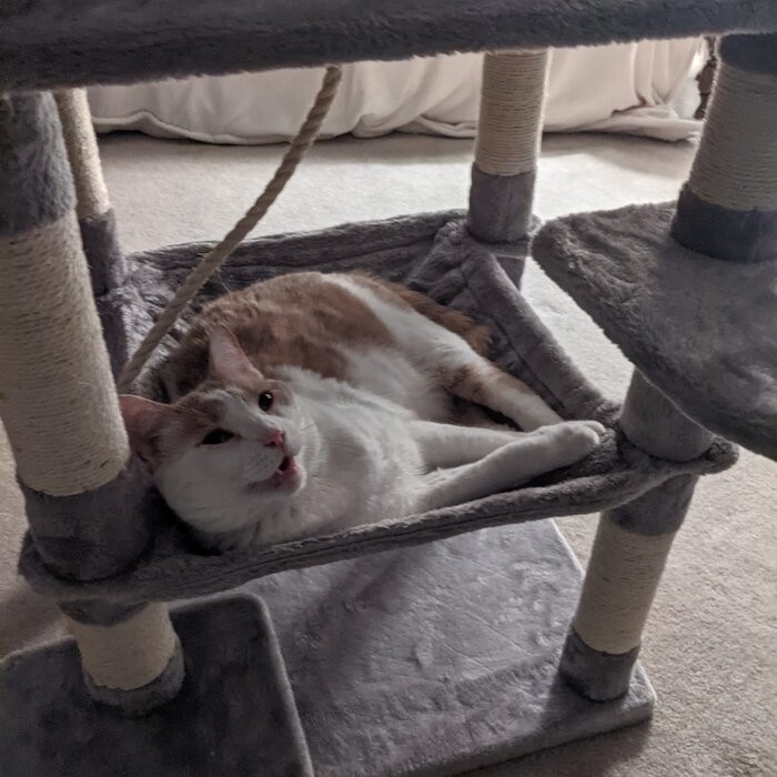 58" Tonquin Cat Tree