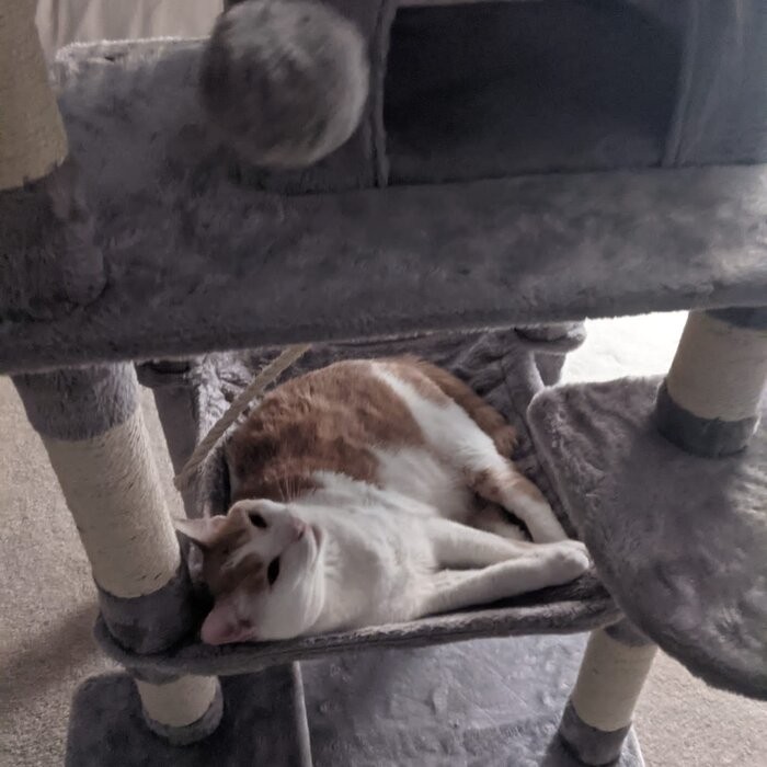 58" Tonquin Cat Tree