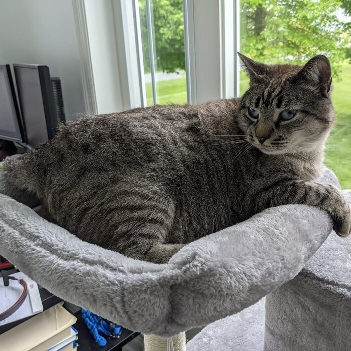 58" Tonquin Cat Tree