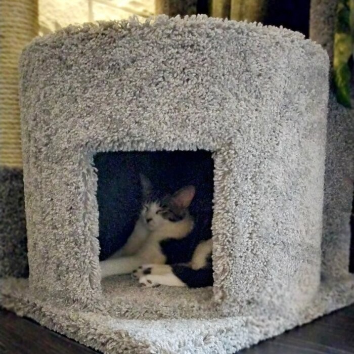 65" Maine Coon House Cat Condo