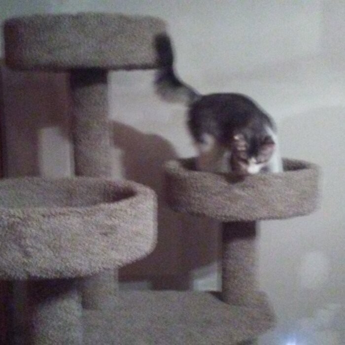 65" Maine Coon House Cat Condo