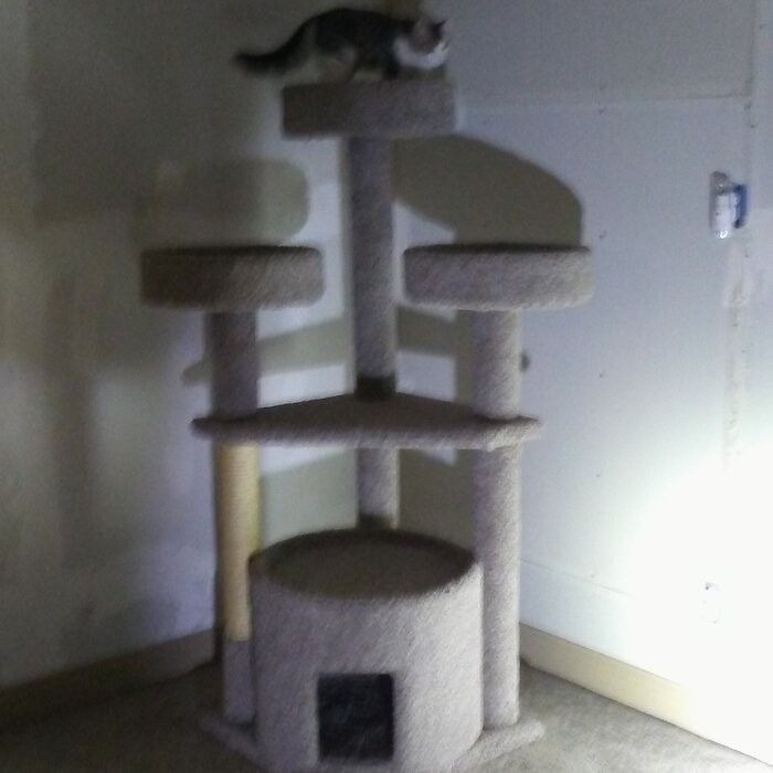 65" Maine Coon House Cat Condo