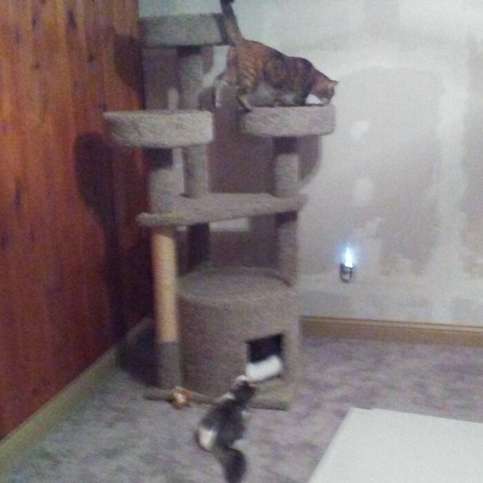65" Maine Coon House Cat Condo