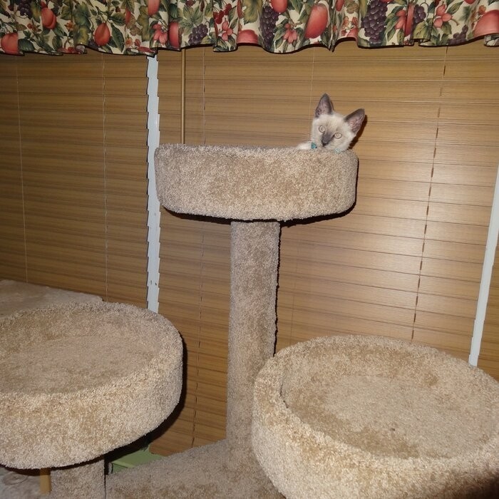 65" Maine Coon House Cat Condo