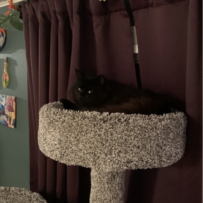 65" Maine Coon House Cat Condo