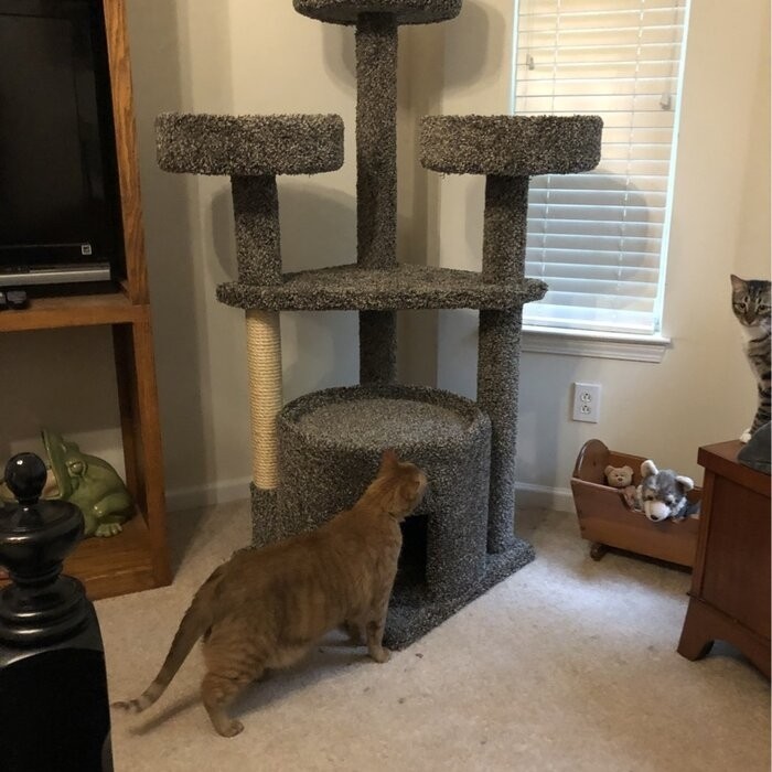 65" Maine Coon House Cat Condo