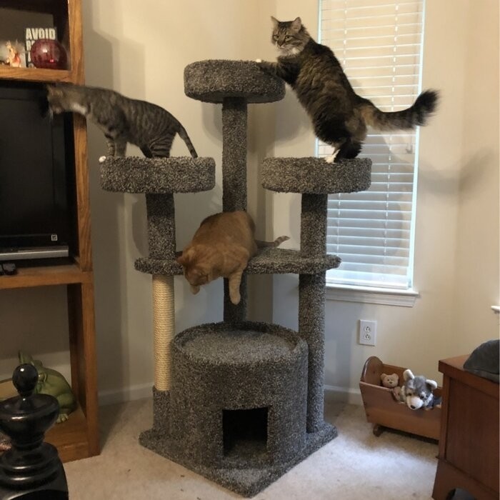 65" Maine Coon House Cat Condo