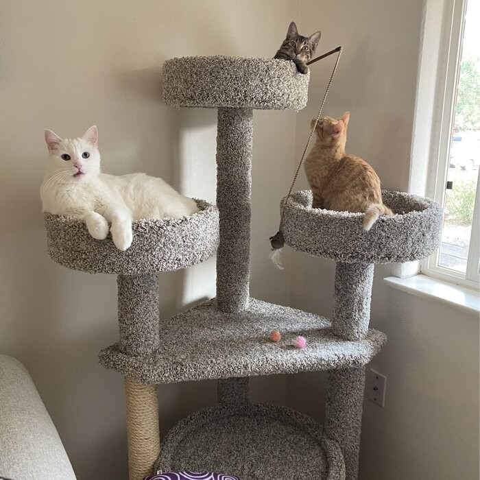 65" Maine Coon House Cat Condo
