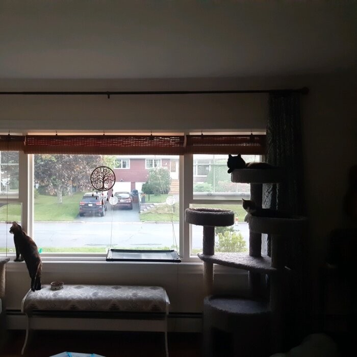 65" Maine Coon House Cat Condo