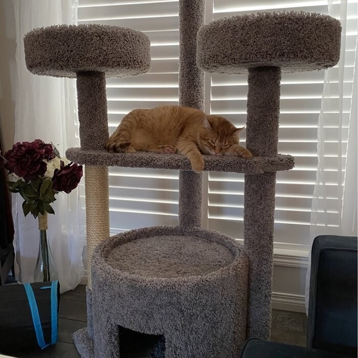 65" Maine Coon House Cat Condo