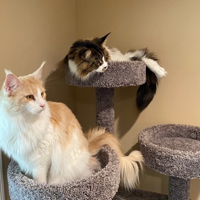 65" Maine Coon House Cat Condo