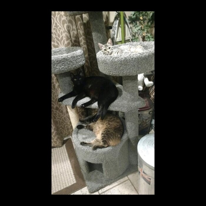 65" Maine Coon House Cat Condo