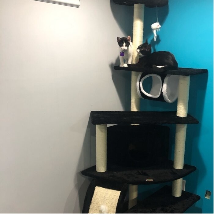 70" Cat Tree