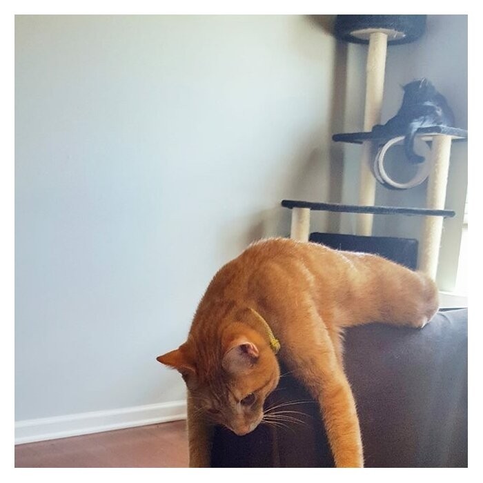70" Cat Tree