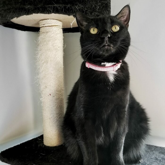 70" Cat Tree