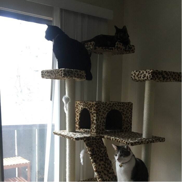 72" Leopard Cat Tree
