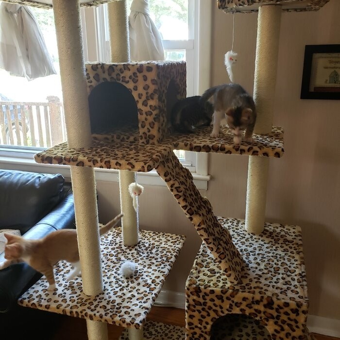 72" Leopard Cat Tree