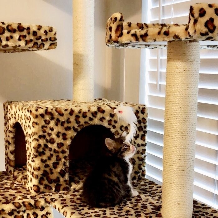 72" Leopard Cat Tree