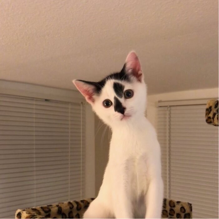 72" Leopard Cat Tree