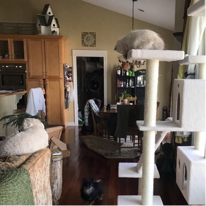 77" Zuckerman Classic Real Wood Jackson Galaxy Approved Cat Tree