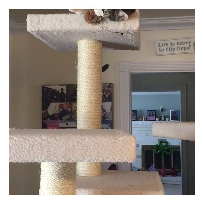 77" Zuckerman Classic Real Wood Jackson Galaxy Approved Cat Tree