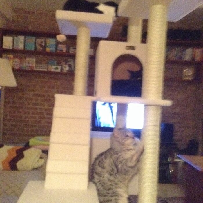 77" Zuckerman Classic Real Wood Jackson Galaxy Approved Cat Tree