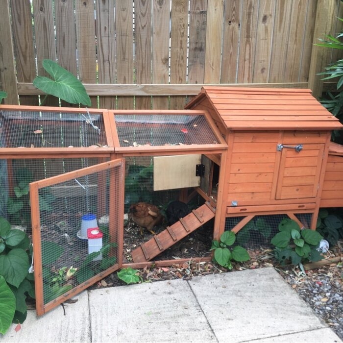 Bayer Chicken Coop with Chicken Run For Up To 6 Chickens