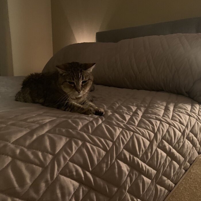 Belinda CozyUp Bed Ramp