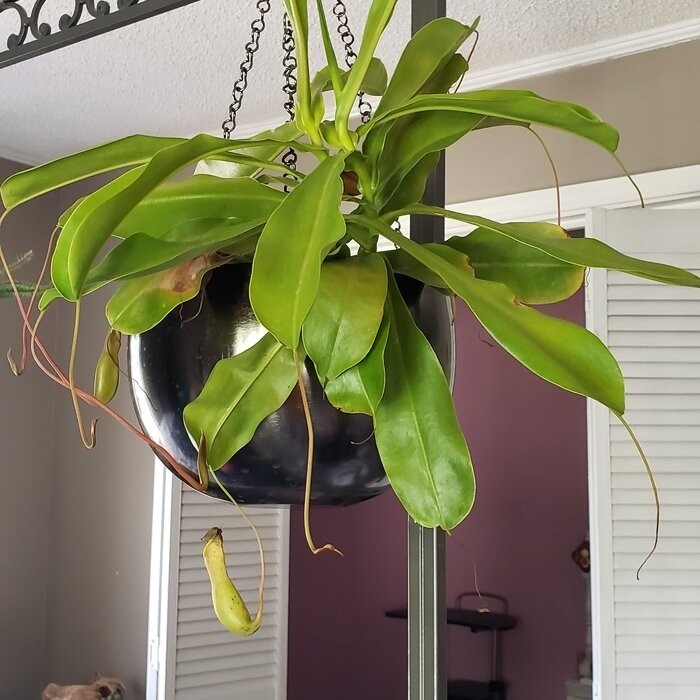 Benally 2 - Piece Iron Hanging Planter Set