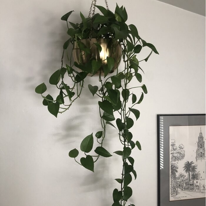 Benally 2 - Piece Iron Hanging Planter Set