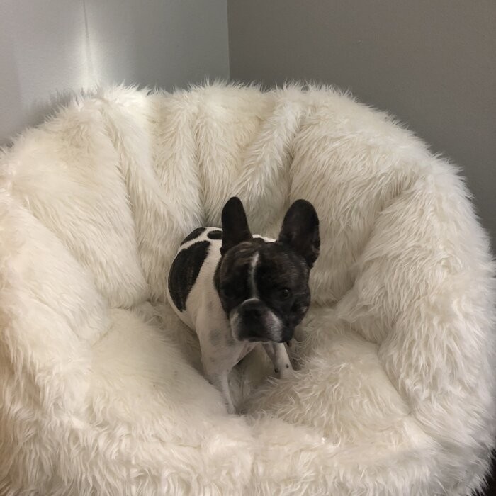 Big Joe Milano Standard Bean Bag Chair & Lounger