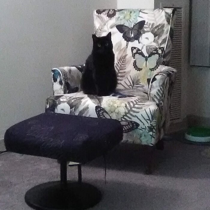 Chardon 32'' Wide Armchair