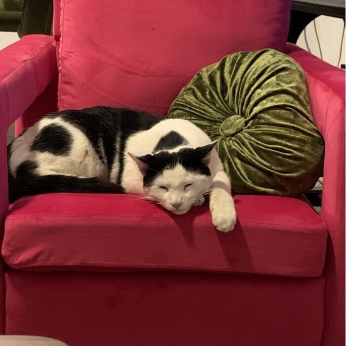 Clayne 26'' Wide Velvet Armchair
