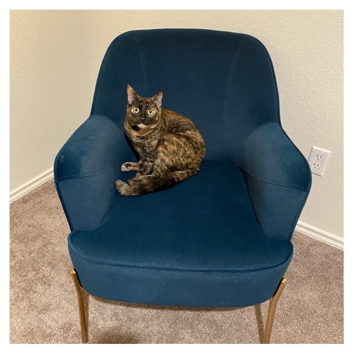 Cleo 26'' Wide Velvet Armchair