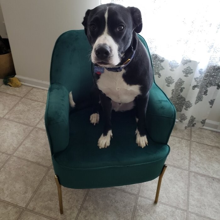 Cleo 26'' Wide Velvet Armchair