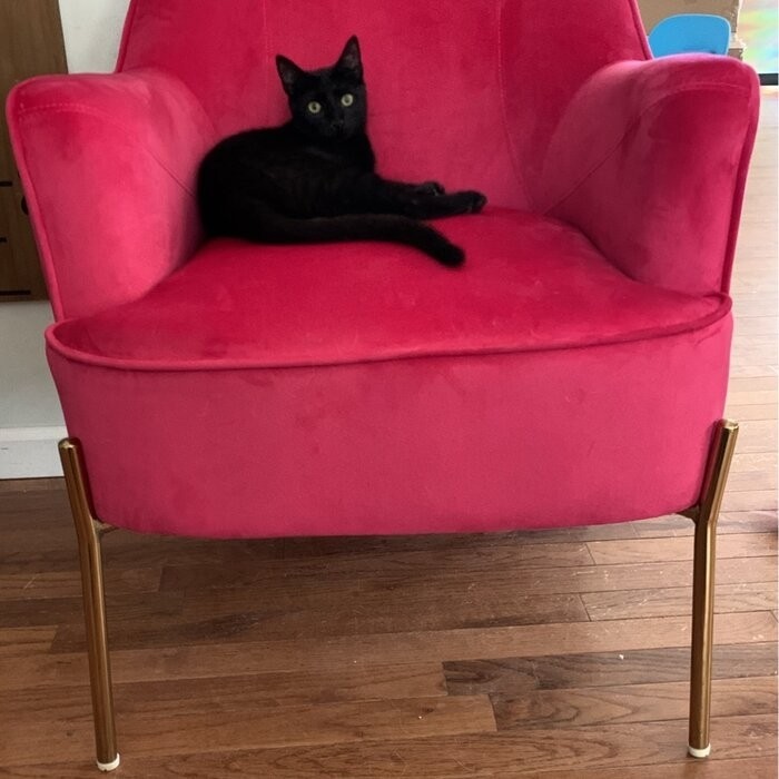 Cleo 26'' Wide Velvet Armchair