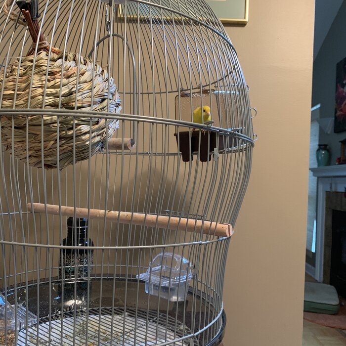 Modern Bird Cages - Ideas on Foter