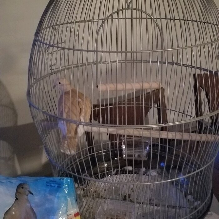 Cotto 30'' Dome Top Hanging Bird Cage with Perch
