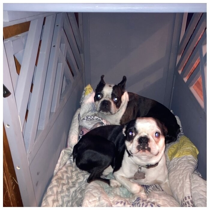 Dorman Diagonal Pet Crate