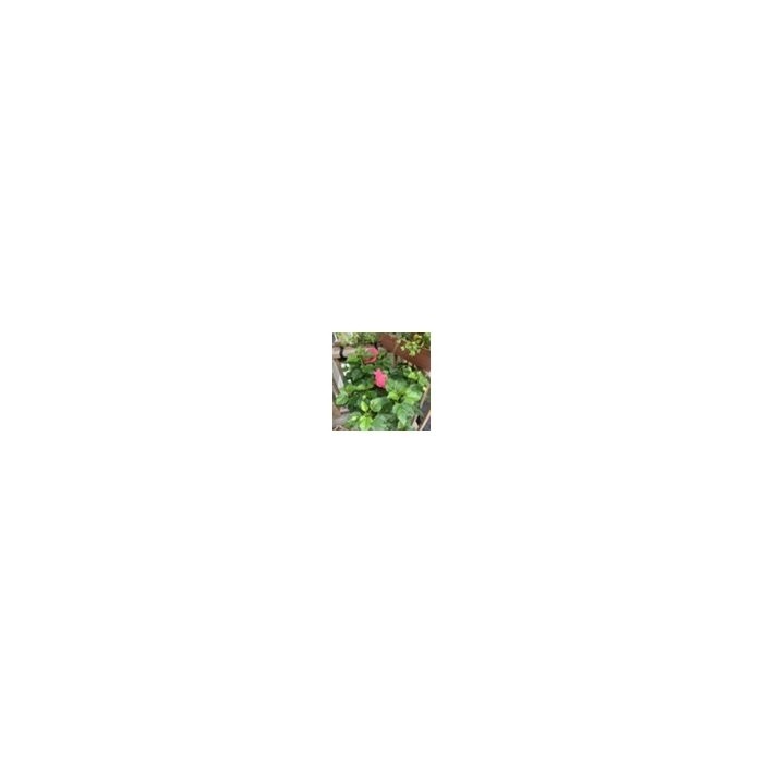 Evgenij 18'' Tall Ceramic Garden Stool